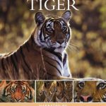 BBC - Wildlife Specials - Tiger 1999