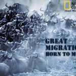 Great Migrations: Born To Move