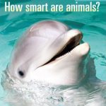 How Smart Are Animals 2011