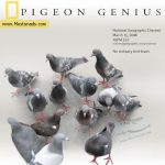 National Geographic - Brilliant Beasts: Pigeon Genius (2011)