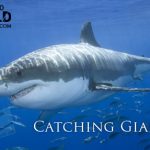 Nat Geo Wild - Catching Giants (2012)