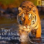 National Geographic - Tiger Man Of Africa The Mating Game (2012)