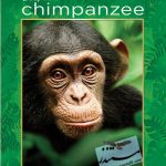 Chimpanzee (2012)